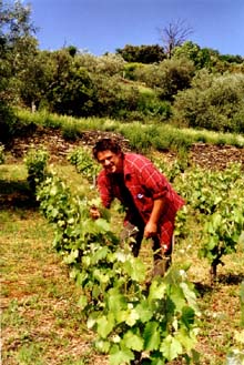 Mourv&egrave;dre  - gobelets