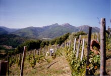 Pinot <Noir au Clos du Cur&eacute;